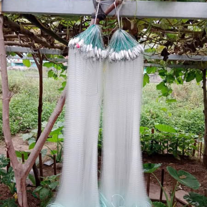 Lưới giăng cá lòng tong